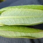 Rhododendron oreotrephes Leaf