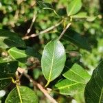 Ficus cestrifolia Leaf