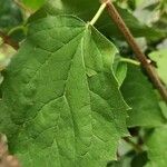 Philadelphus lewisii Foglia