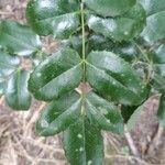 Berberis aquifoliumFulla