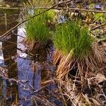 Carex stricta عادت