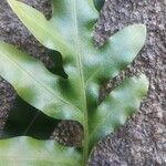Phymatosorus scolopendria ഇല