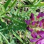 Astragalus hypoglottis Blad