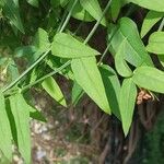 Jasminum beesianum Blatt