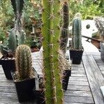 Leptocereus wrightii Hábito