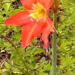 Hippeastrum puniceum Flower