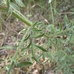 Centaurea hanryi Folha