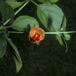 Holmskioldia sanguinea Flor
