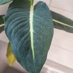 Dieffenbachia oerstedii Feuille