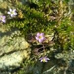 Spergularia rupicola Flower