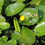 Nuphar lutea Levél