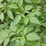 Bidens frondosa Hábitos