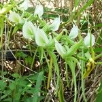 Angraecum eburneum Flower