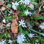 Scilla bifolia Leaf