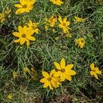 Coreopsis verticillata Агульны выгляд