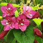 Weigela florida Çiçek