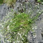 Asperula capillacea