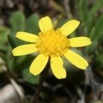 Jacobaea minuta Flower