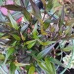 Strobilanthes anisophylla Leaf