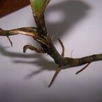 Hederorkis seychellensis Bark
