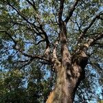 Quercus libani ശീലം