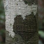 Vatairea erythrocarpa Кора