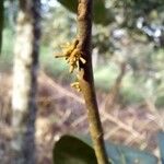 Myrsine umbellata Flower