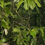 Quararibea pumila Diğer