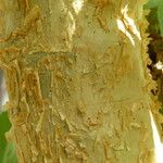 Cyphostemma currorii Ŝelo