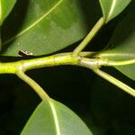 Ficus insipida Ліст