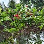 Combretum indicum Flor