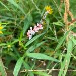 Persicaria decipiens Цвят