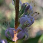 Otiophora scabra 花