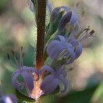 Otiophora scabra Fleur