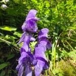 Aconitum variegatum Flor