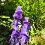 Aconitum variegatum फूल