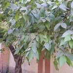Nyctanthes arbor-tristis Frunză