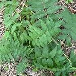 Sorbaria sorbifoliaBlatt