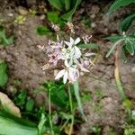 Allium trifoliatum Blomst