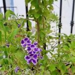 Duranta erectaKukka