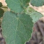 Sida cordifolia Leaf