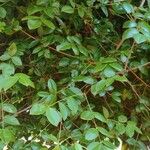 Spondias tuberosa 葉