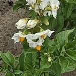 Solanum tuberosum Lorea