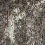 Antidesma membranaceum Bark
