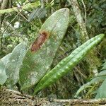 Microgramma mauritiana Leaf