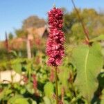 Persicaria orientalisFlor