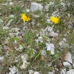 Buphthalmum salicifolium Hàbitat