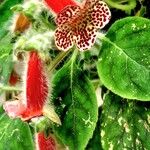 Kohleria amabilis 花