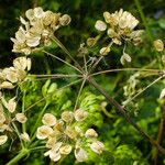 Heracleum sphondylium Fruto