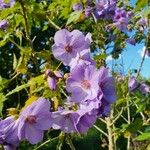 Abutilon vitifolium Fiore